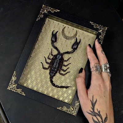Scorpion/araignée
