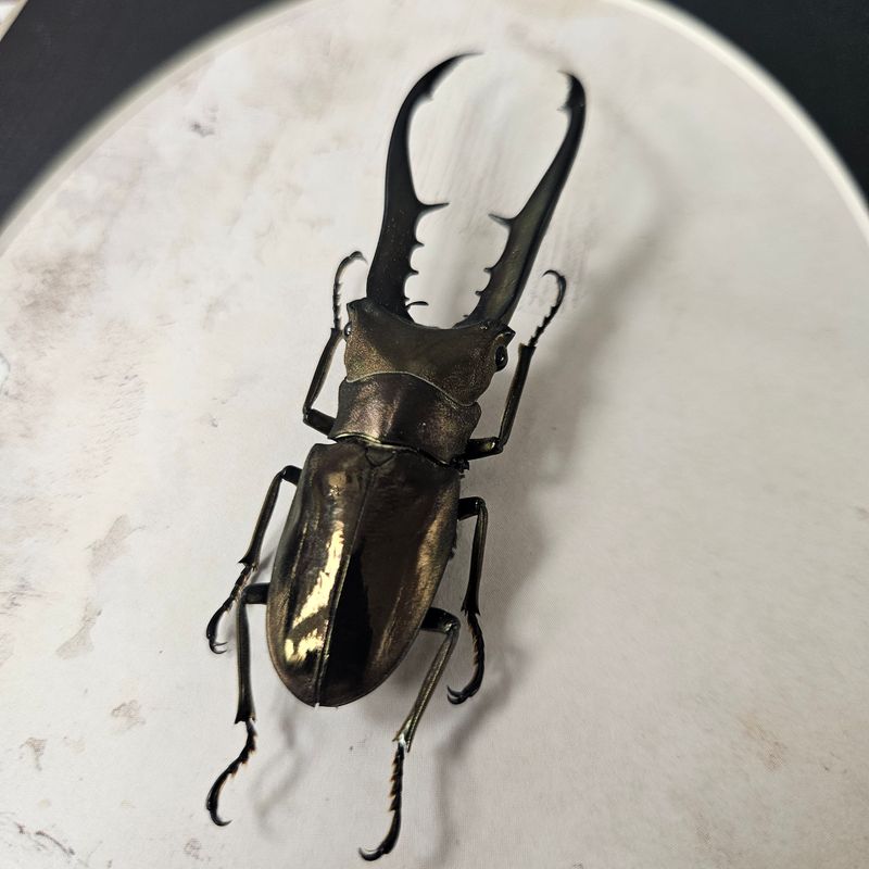 Cyclommatus doré