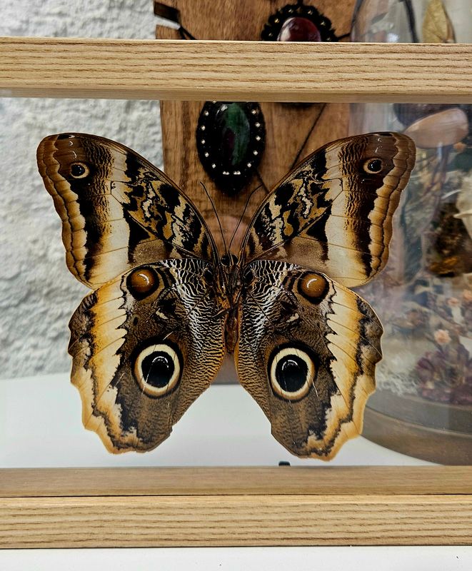 Cadre hibou transparent