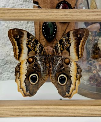 Cadre hibou transparent