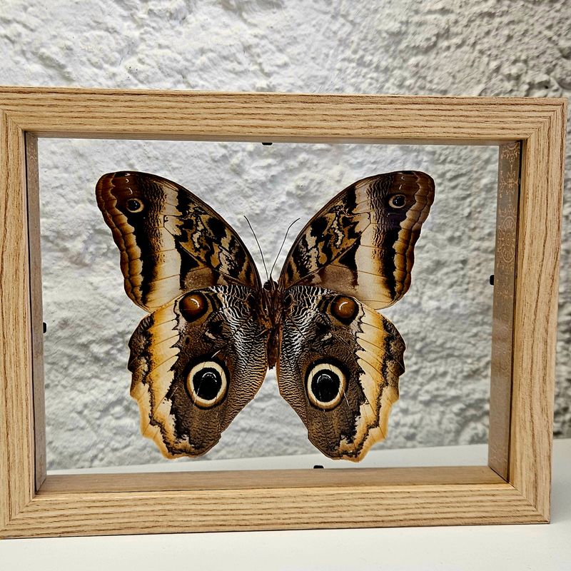 Cadre hibou transparent