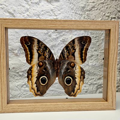 Cadre hibou transparent