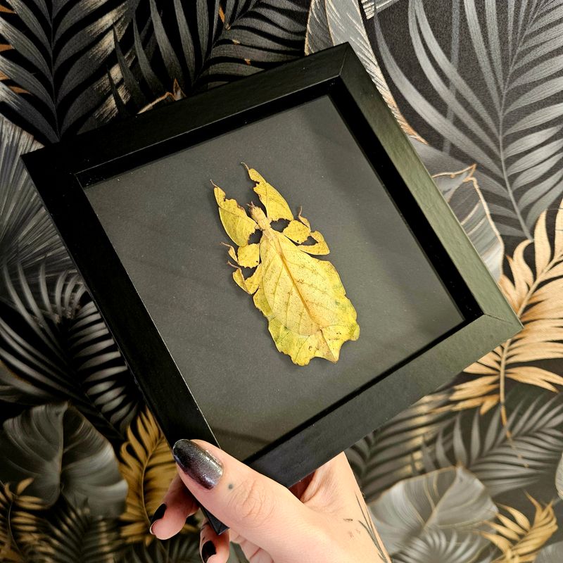Phyllium jaune