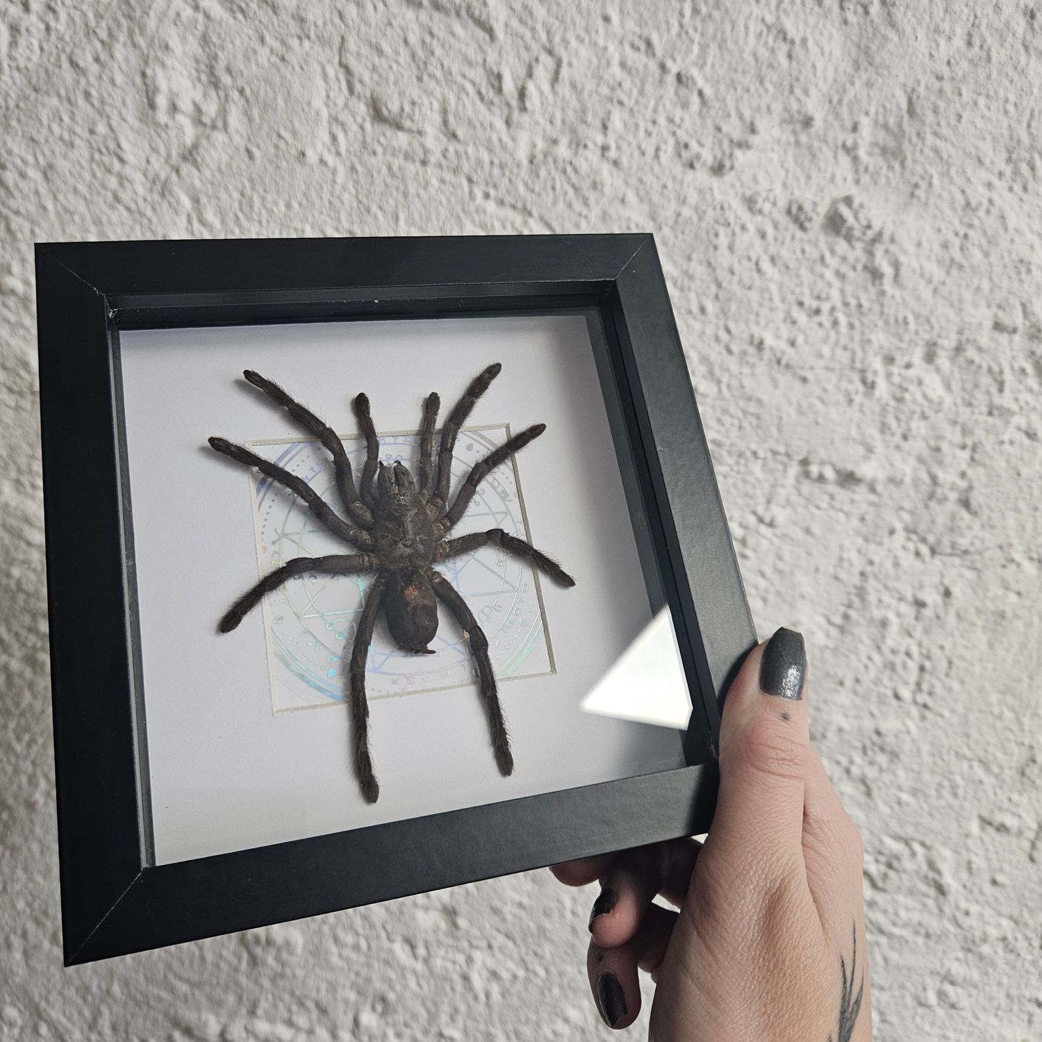 Medium mygale holographique