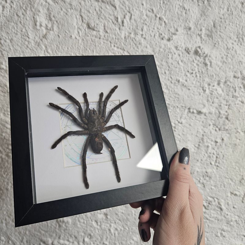 Medium mygale holographique