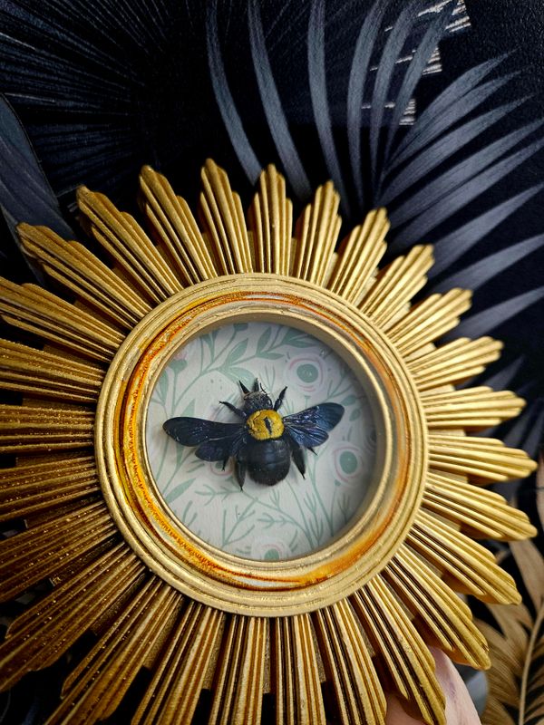 Cadre soleil abeille jaune