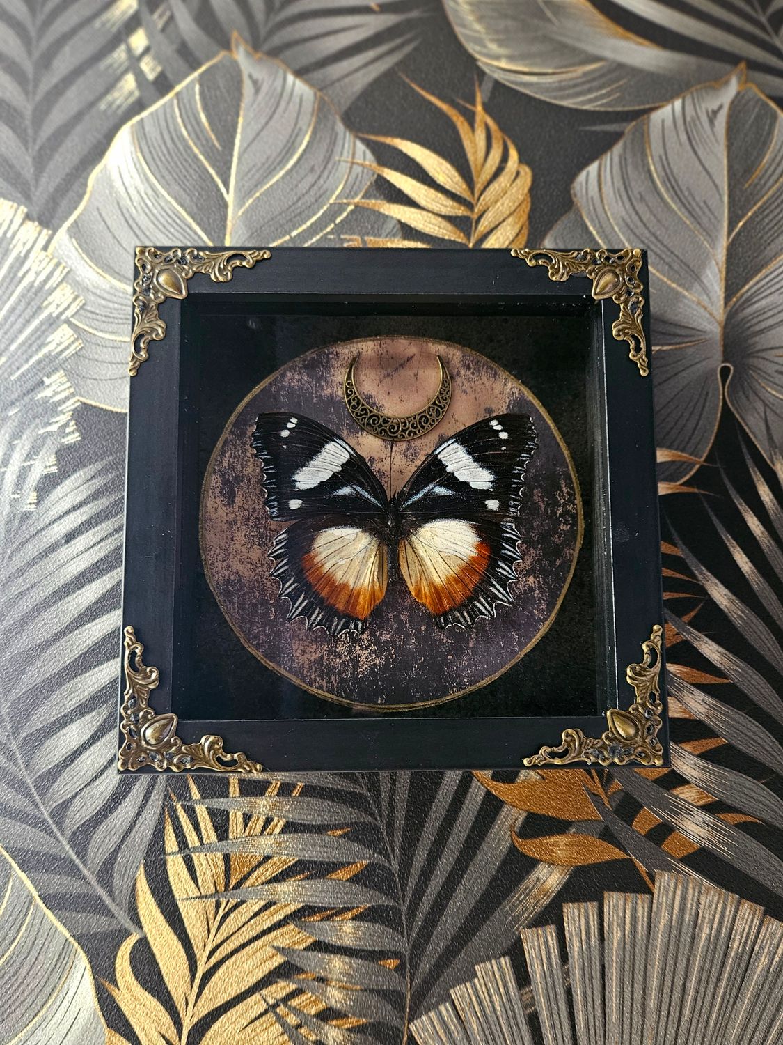 Dexithea dark