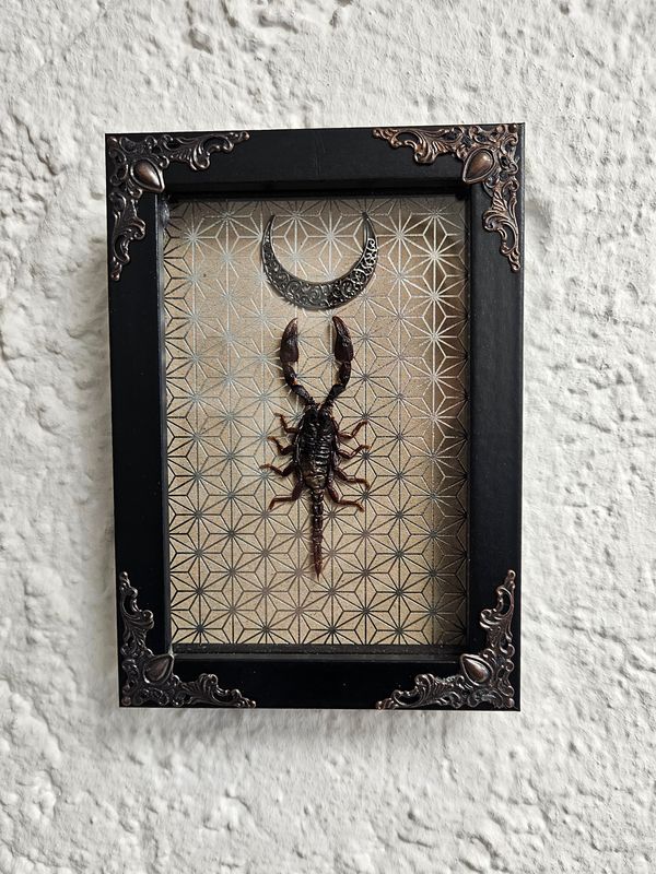 Small scorpio