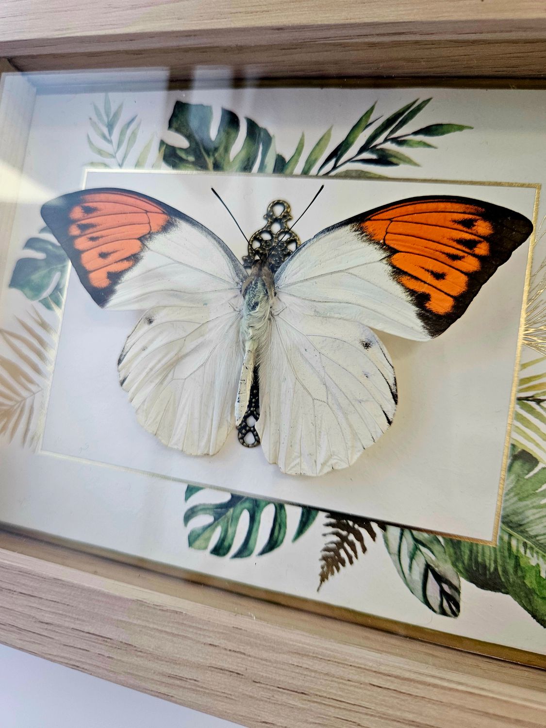 Papillon hebomoia jungle
