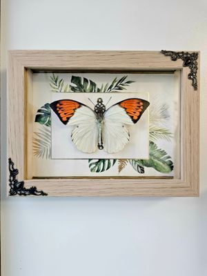 Papillon hebomoia jungle