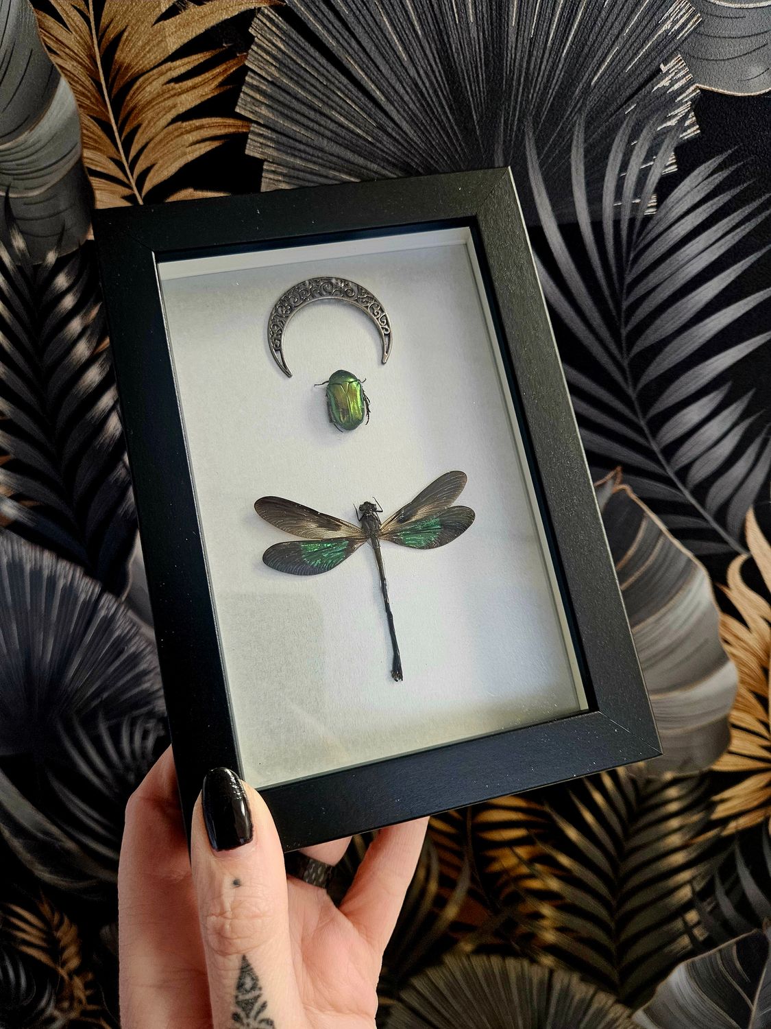 Duo cetoine &amp; demoiselle