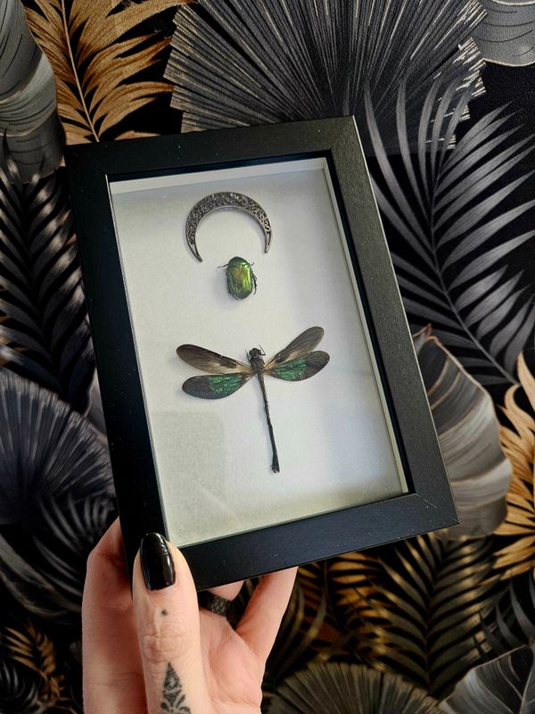 Duo cetoine &amp; demoiselle