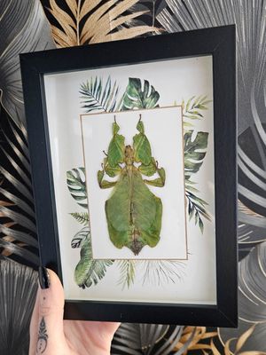 Phasme feuille jungle