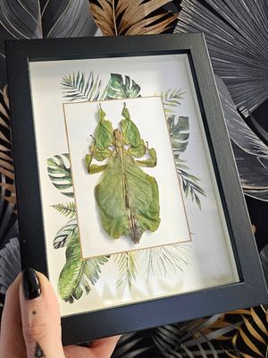 Phasme feuille jungle