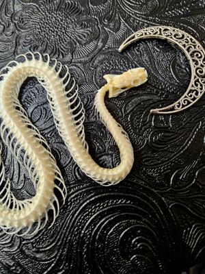 Snake