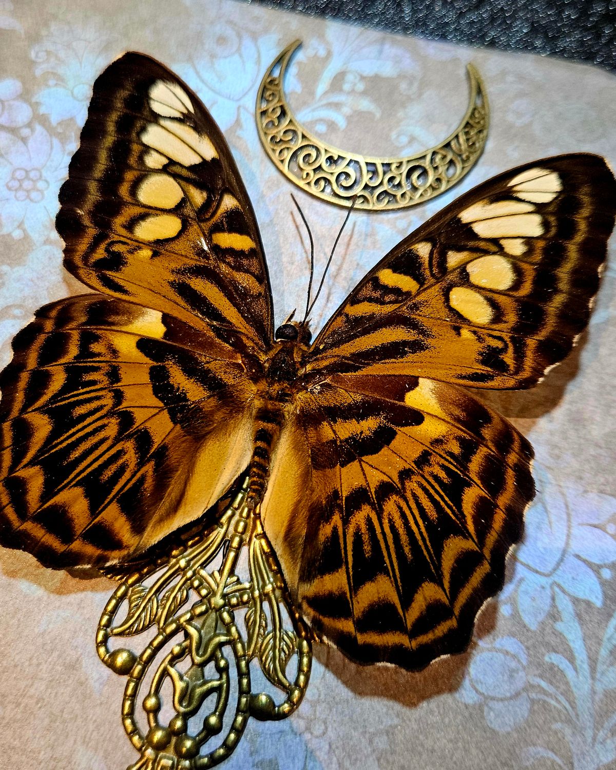 Sylvia lune