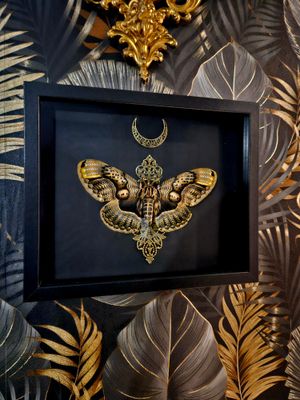 Brahmaea wallichii