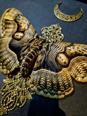 Brahmaea wallichii