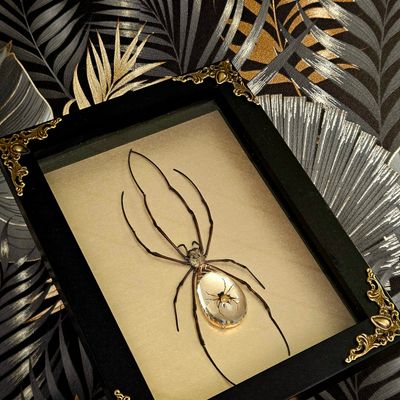 Cristal spider