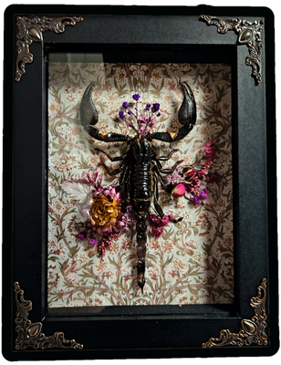 Scorpion fleuri