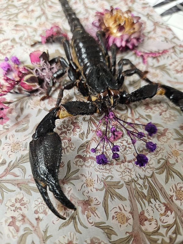 Scorpion fleuri
