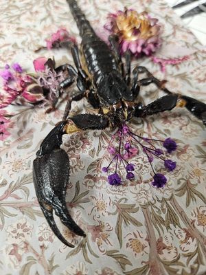 Scorpion fleuri