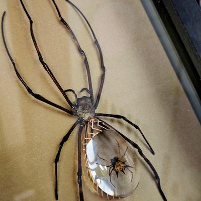 Cristal spider
