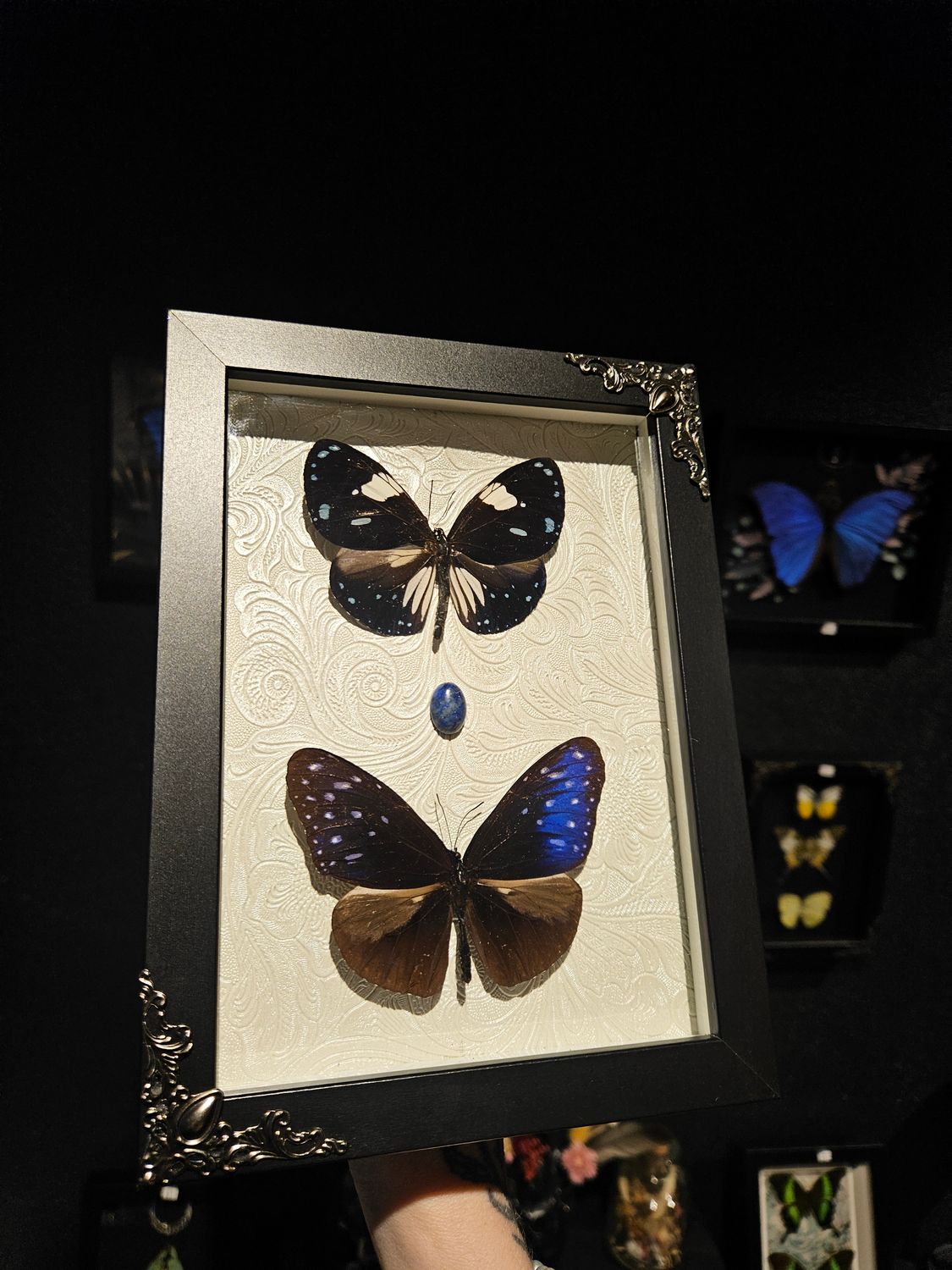 Duo Euploea &amp; lapis lazuli