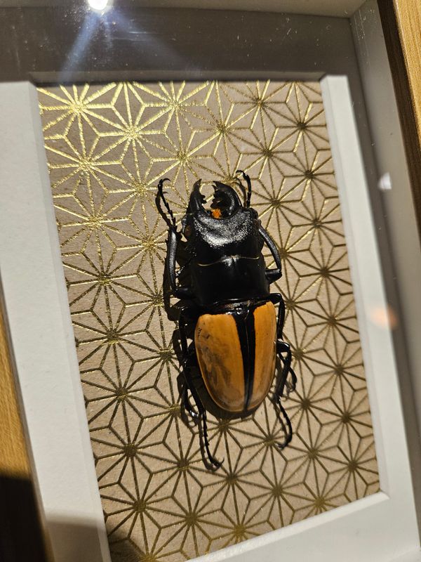 Lucane Odontolabis or