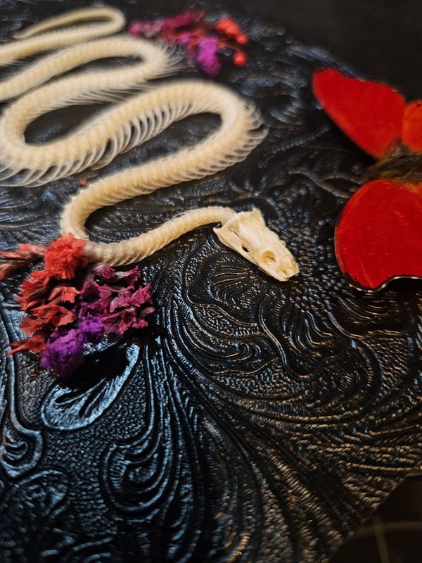 Serpent/sangaris/fleurs