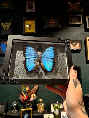 Morpho Peleides abîmé