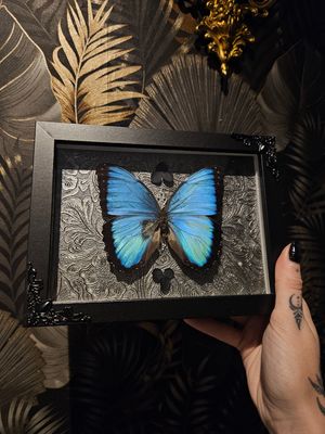 Morpho Peleides abîmé