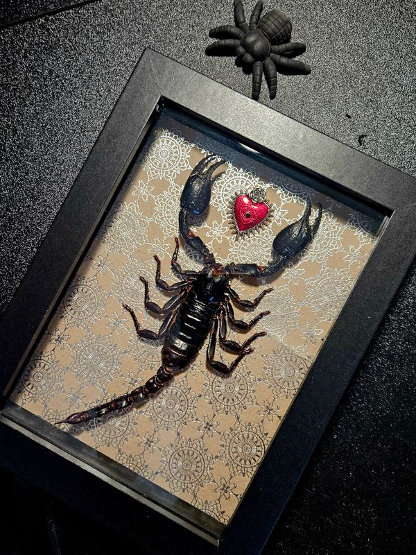 Scorpion &amp; cœur sacré