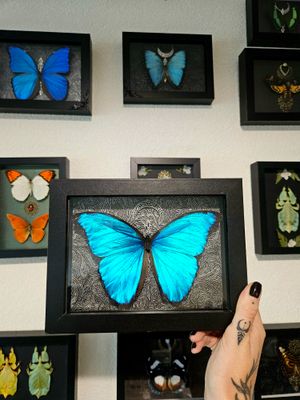 Morpho didius