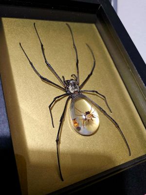 Cristal spider