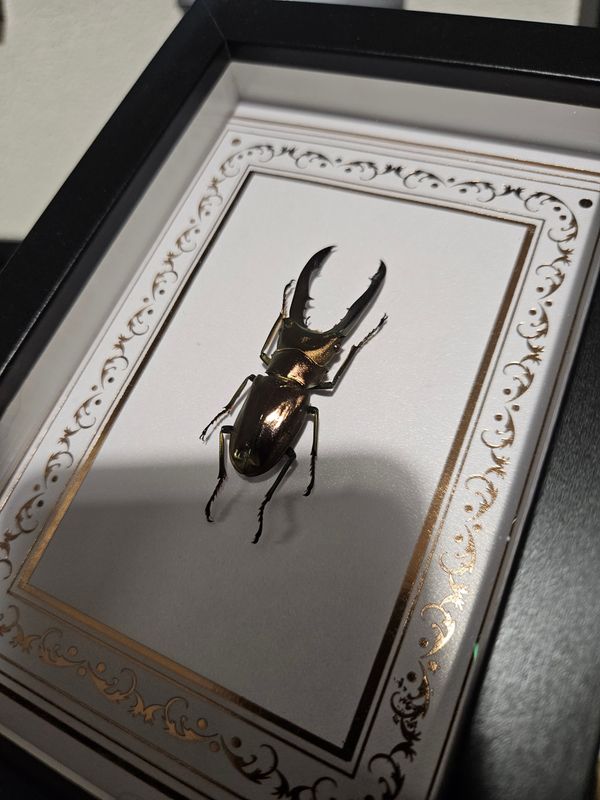 Cyclommatus doré