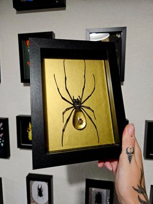 Cristal spider