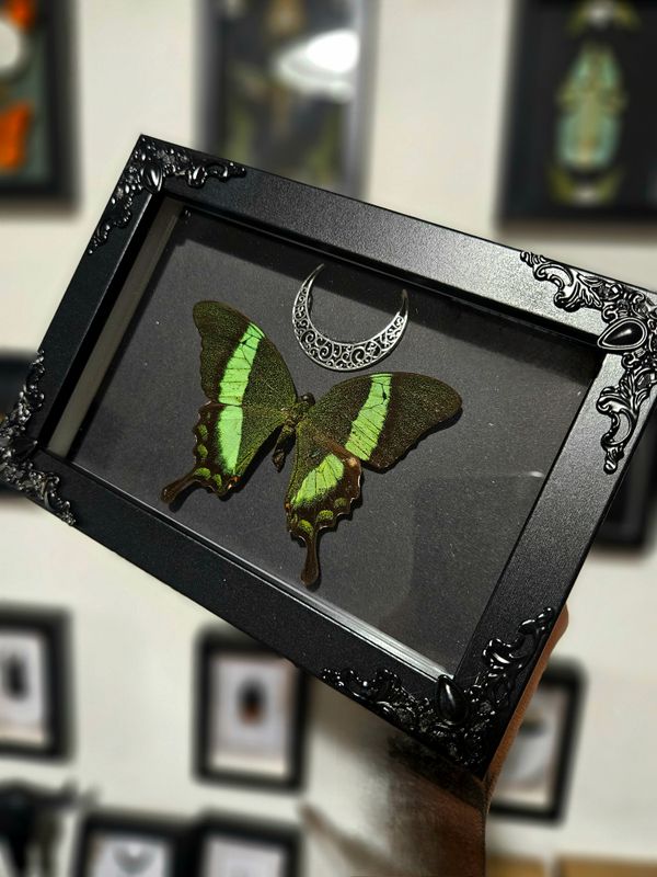 Papillon palinurus lune
