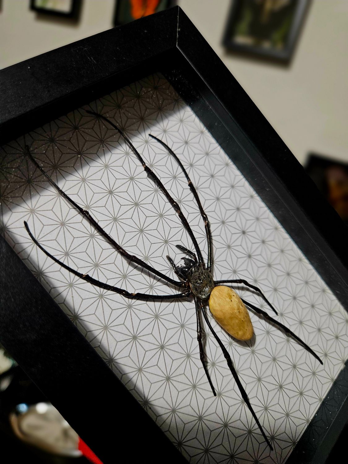 Petite nephila doré