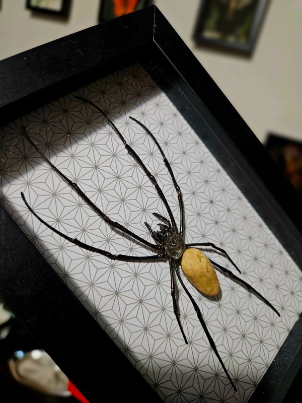 Petite nephila doré