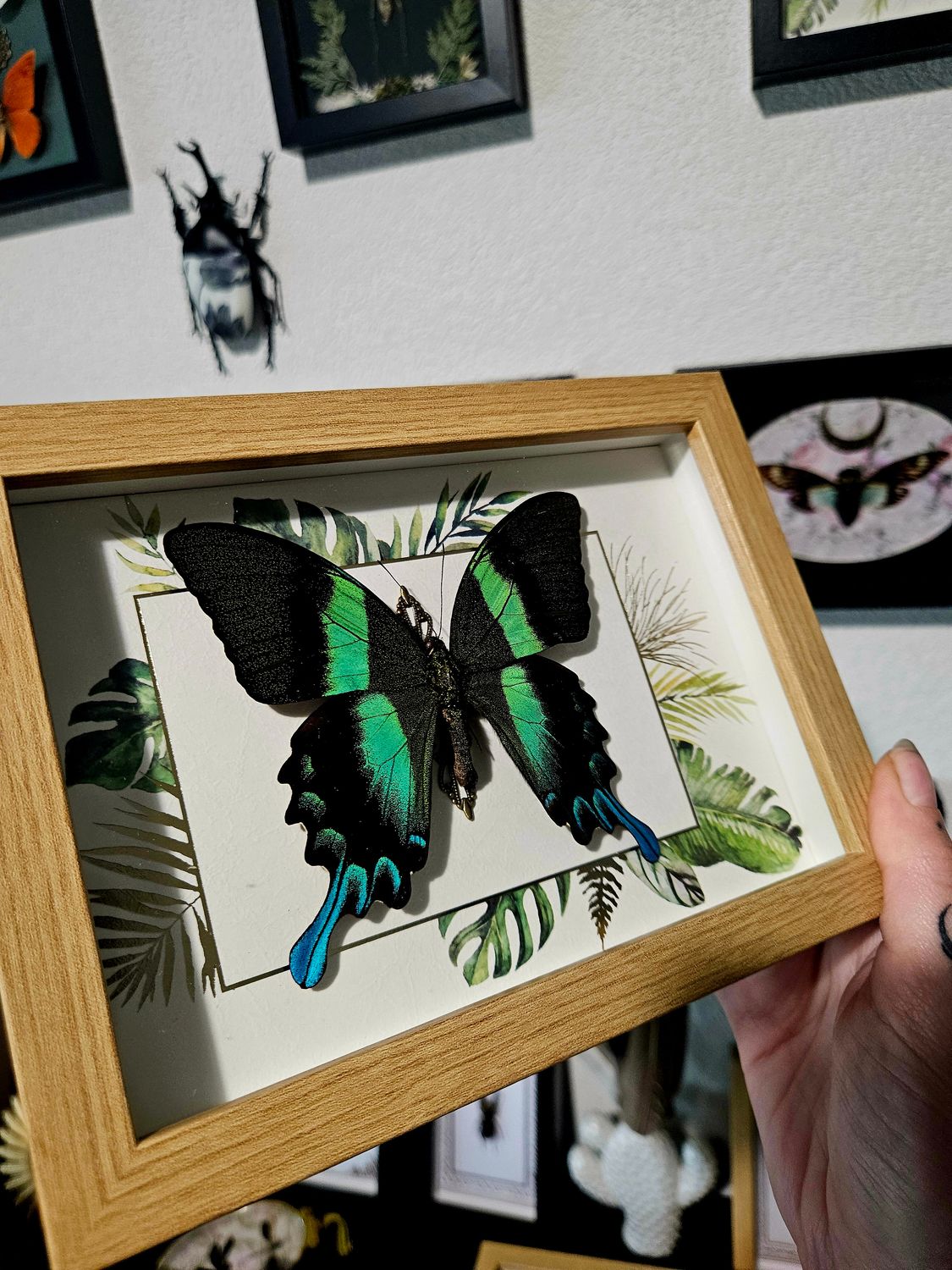 Papillon blumei jungle