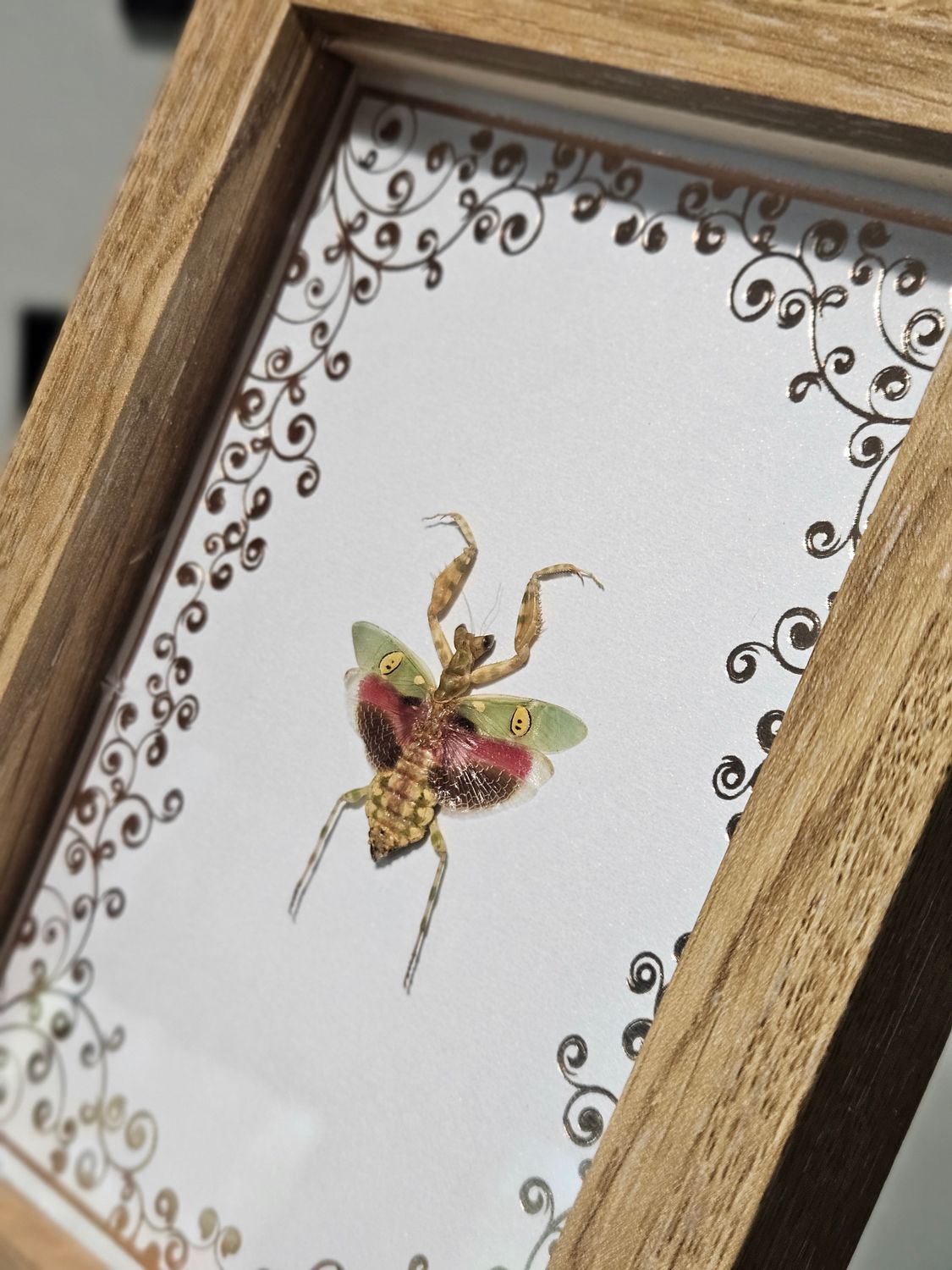 Petite mante religieuse