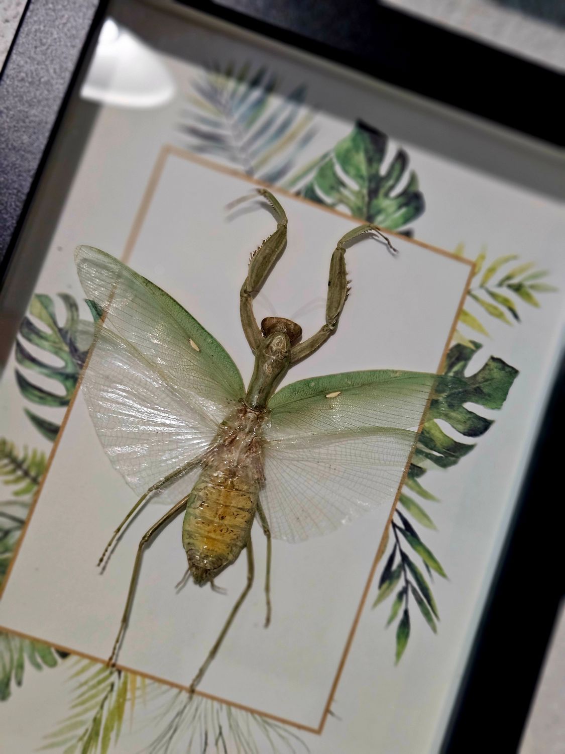 Mante religieuse jungle