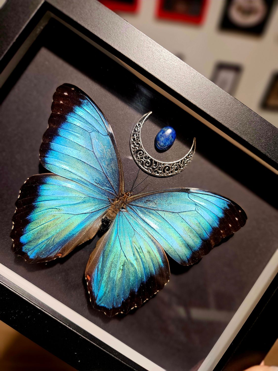 Morpho Peleides lune et lapis lazuli