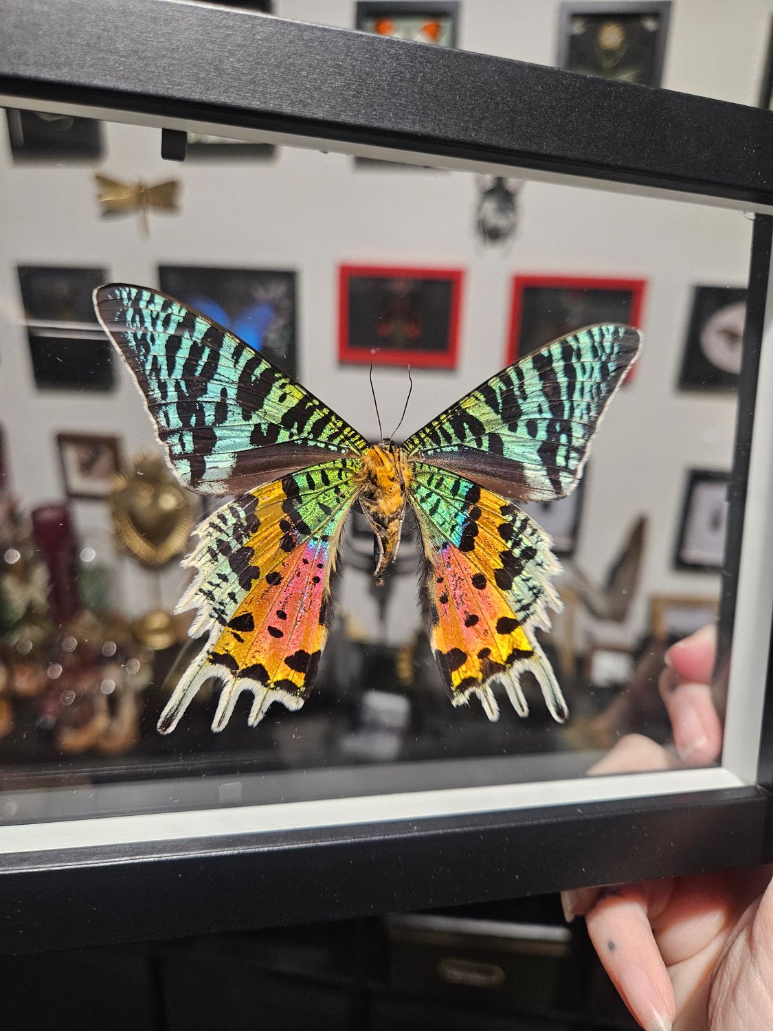 Cadre transparent ripheus