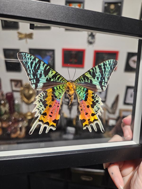 Cadre transparent ripheus