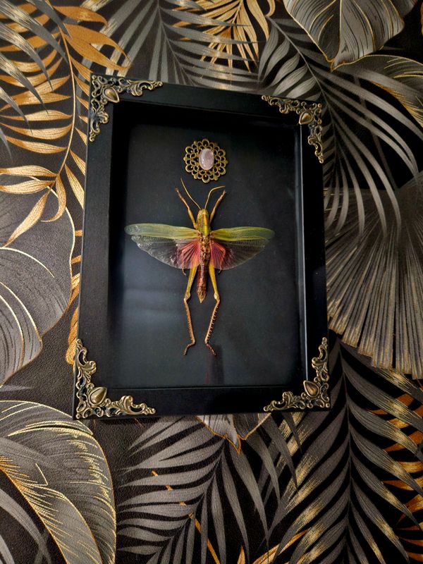 Sauterelle quartz rose