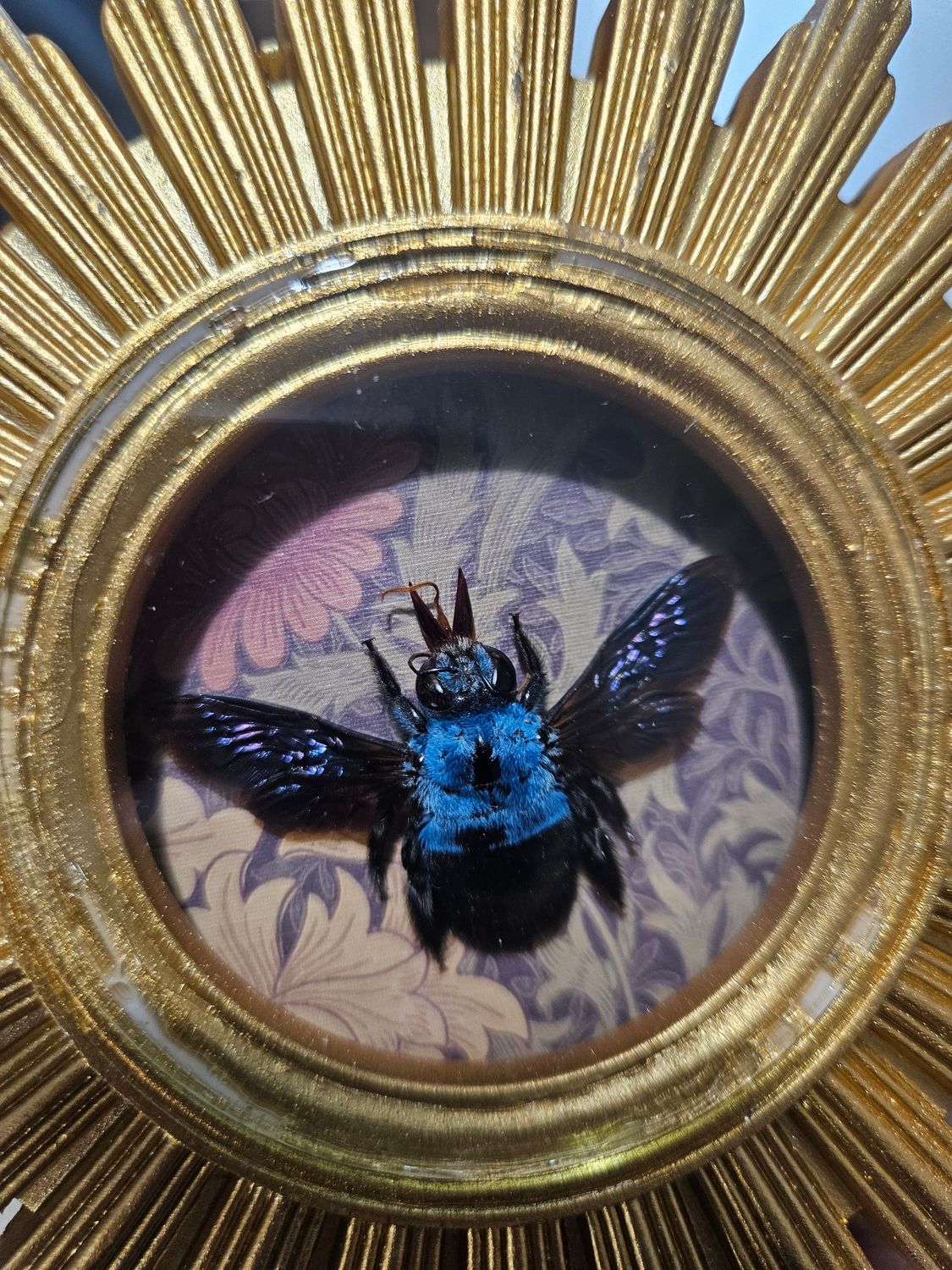 Cadre soleil abeille bleue