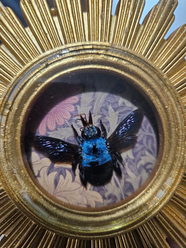 Cadre soleil abeille bleue