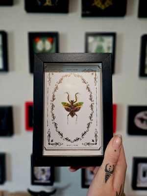 Petite Mante religieuse